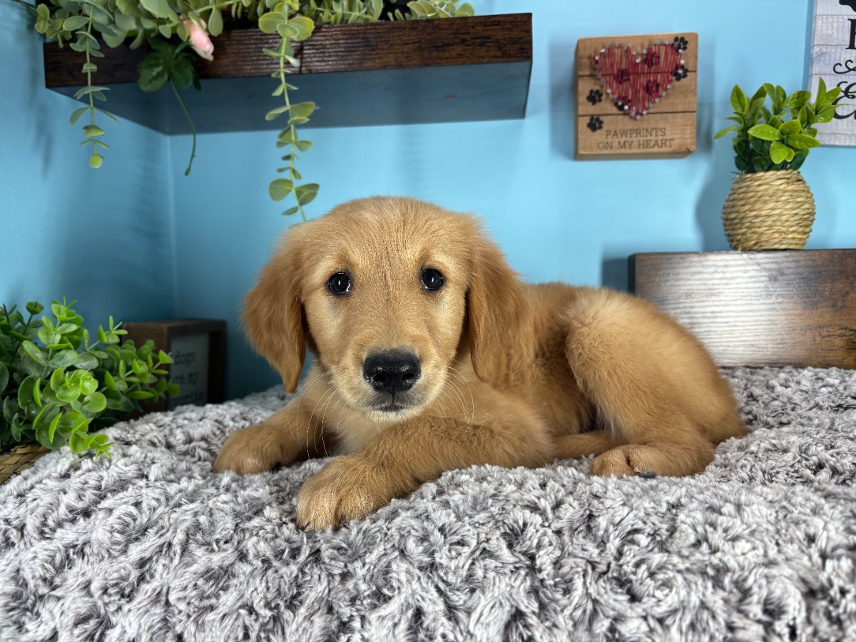 Connecticut puppies for sale