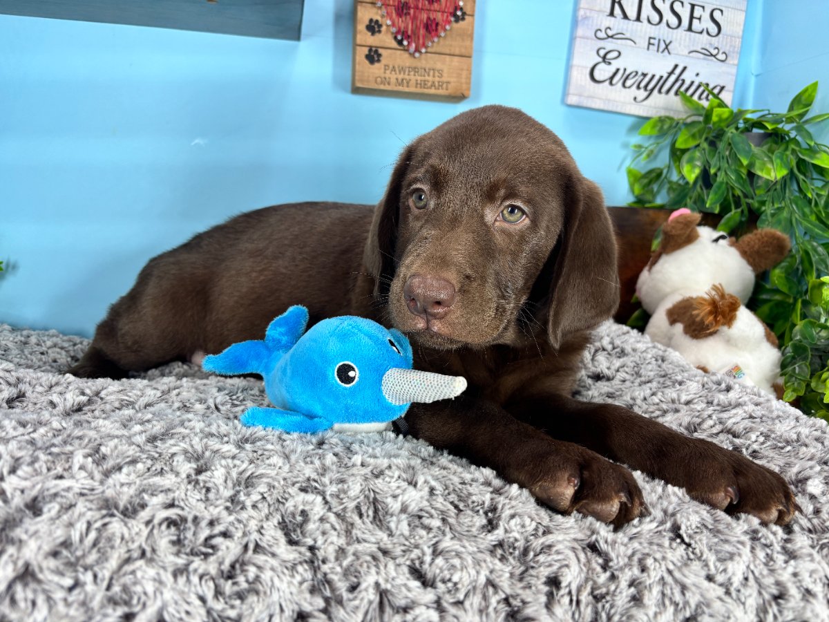 Connecticut puppies for sale