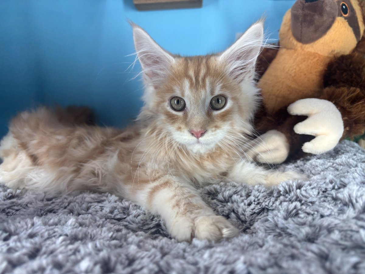 Connecticut kittens for sale