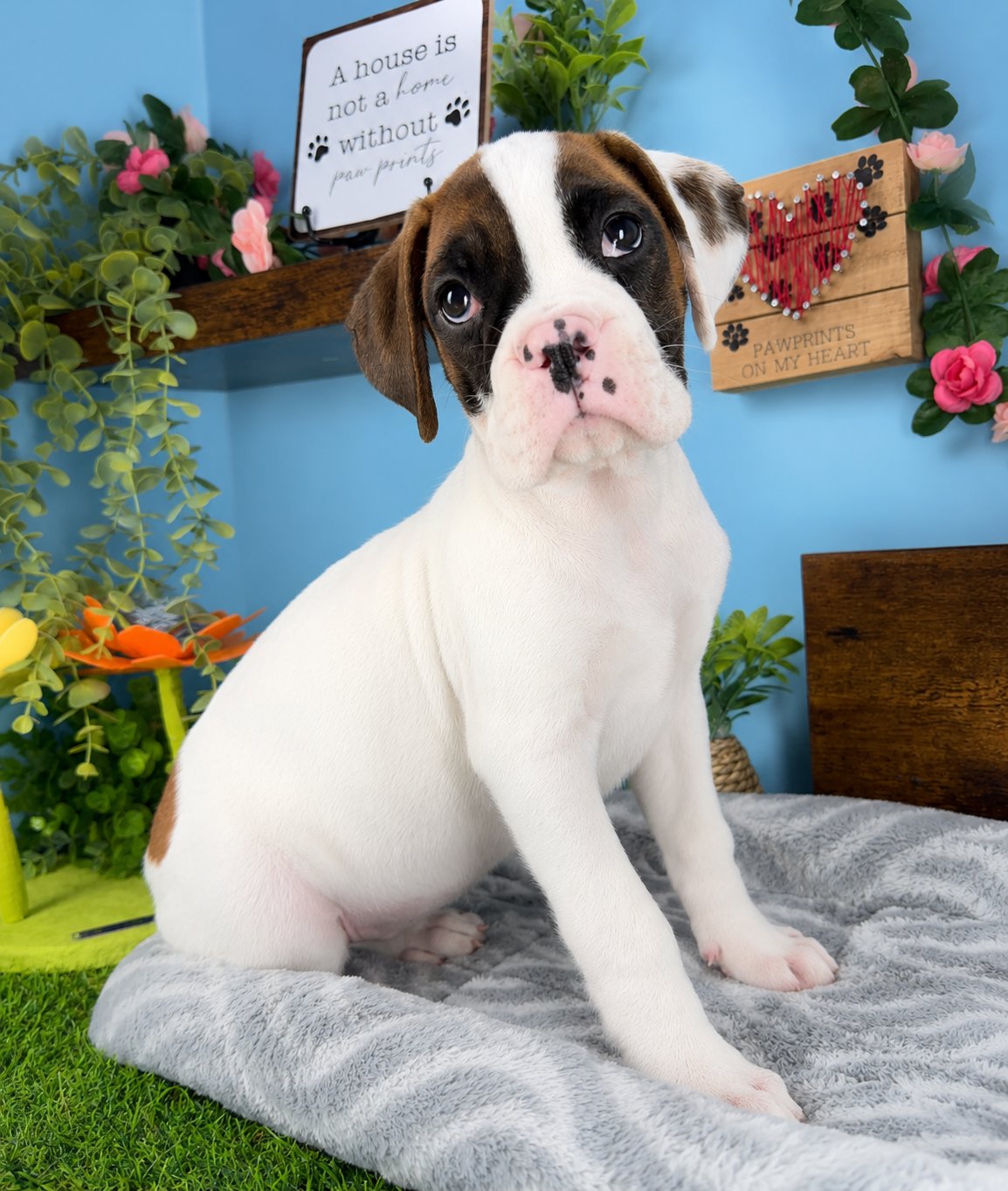 Connecticut puppies for sale