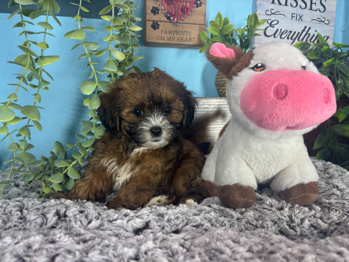 Connecticut puppies for sale