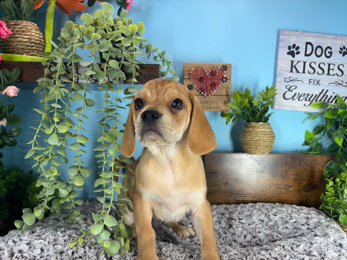 Connecticut puppies for sale