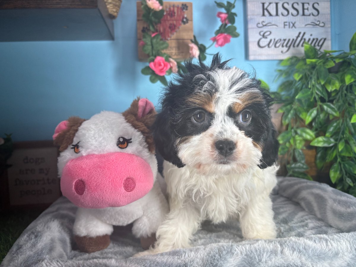 Connecticut puppies for sale