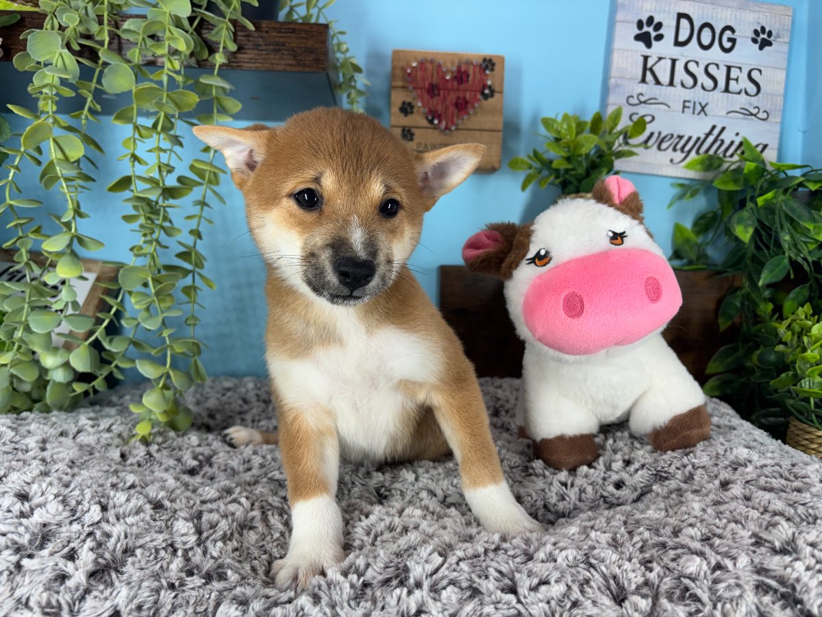 Shiba Inu puppies for sale Connecticut