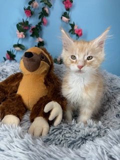 Charlie - Maine Coon