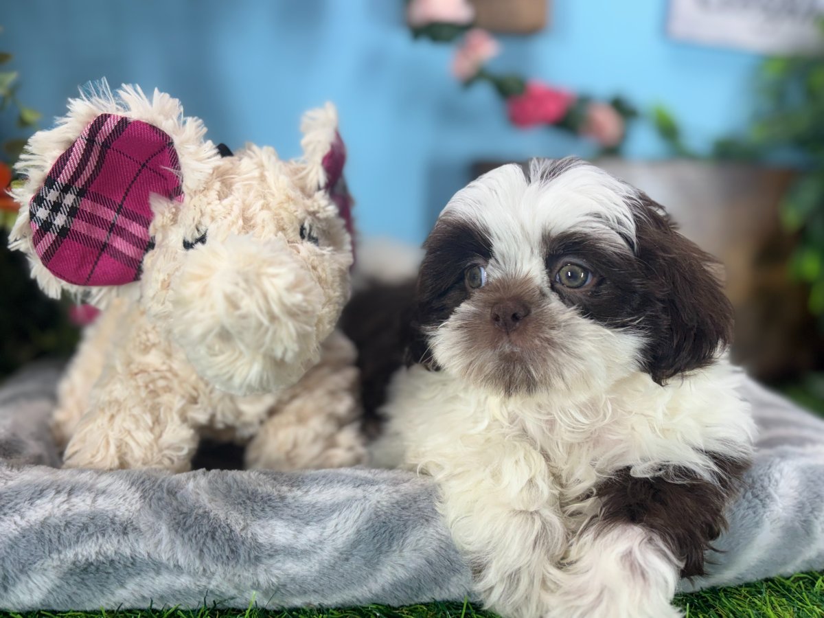 Shih Tzu puppies for sale Connecticut