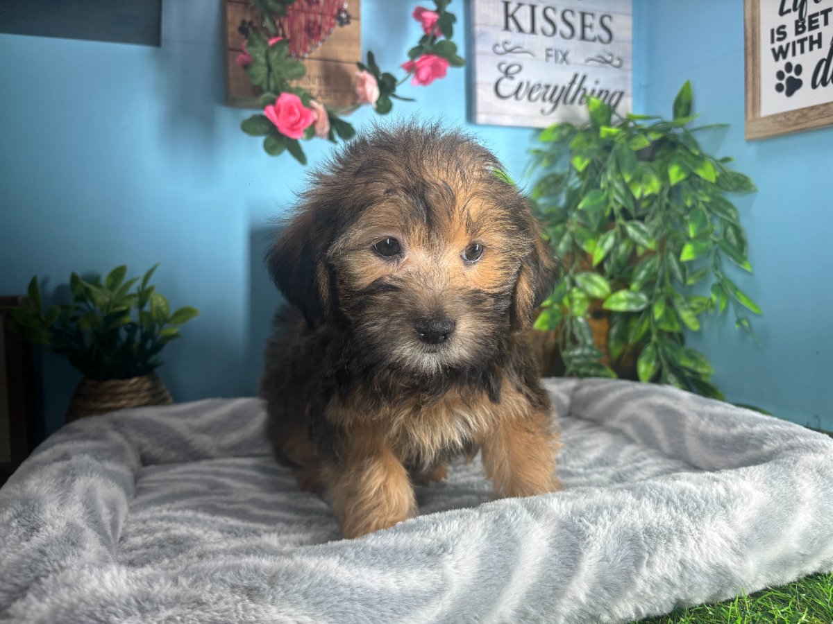 Connecticut puppies for sale