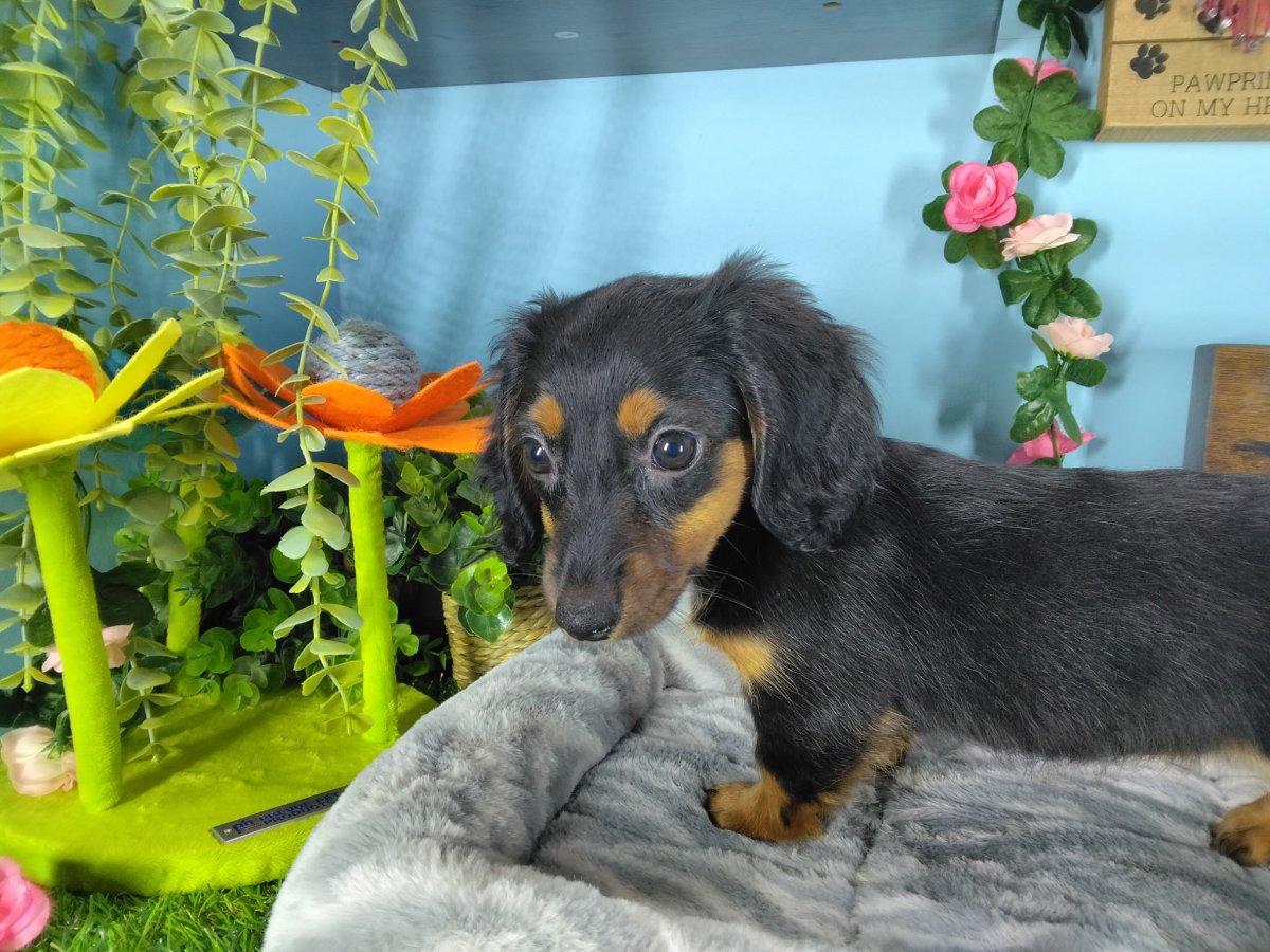 Connecticut puppies for sale