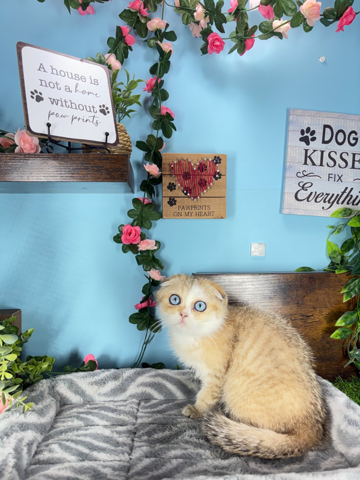 Connecticut kittens for sale