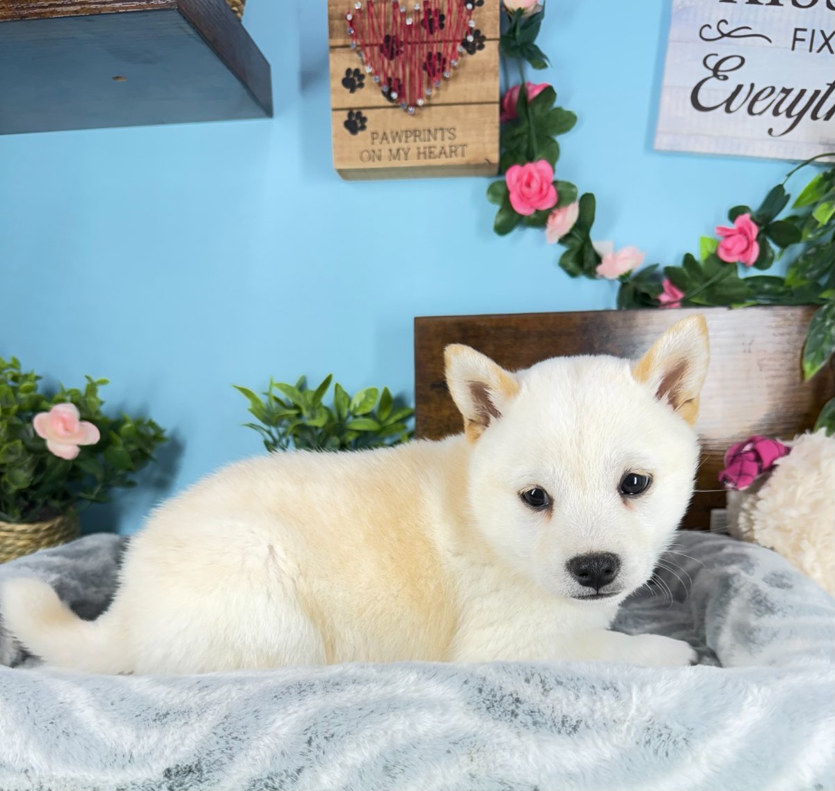Connecticut puppies for sale