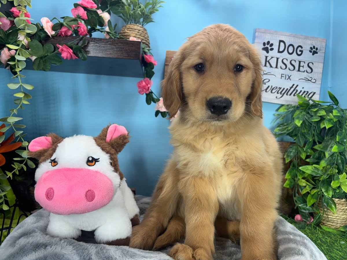 Connecticut puppies for sale
