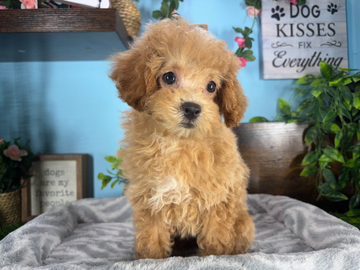 Connecticut puppies for sale