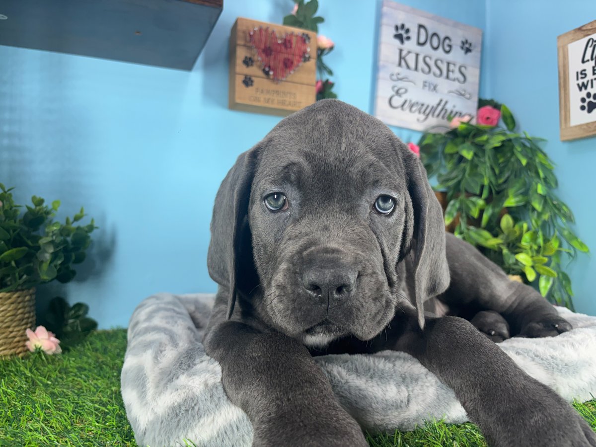 Connecticut puppies for sale