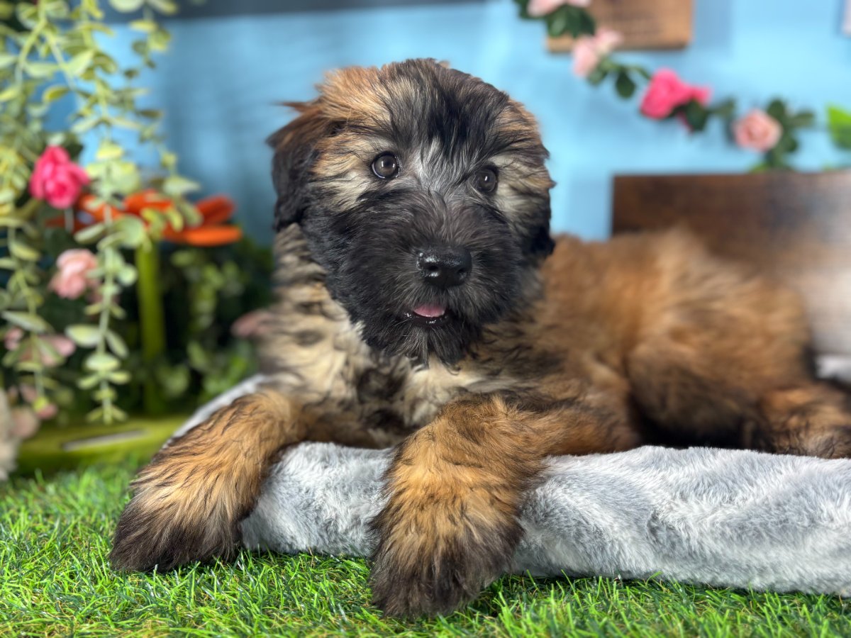 Soft Coated Wheaten Terrier puppies for sale Connecticut