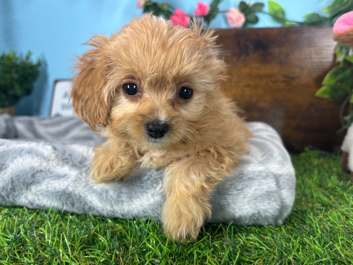 Connecticut puppies for sale