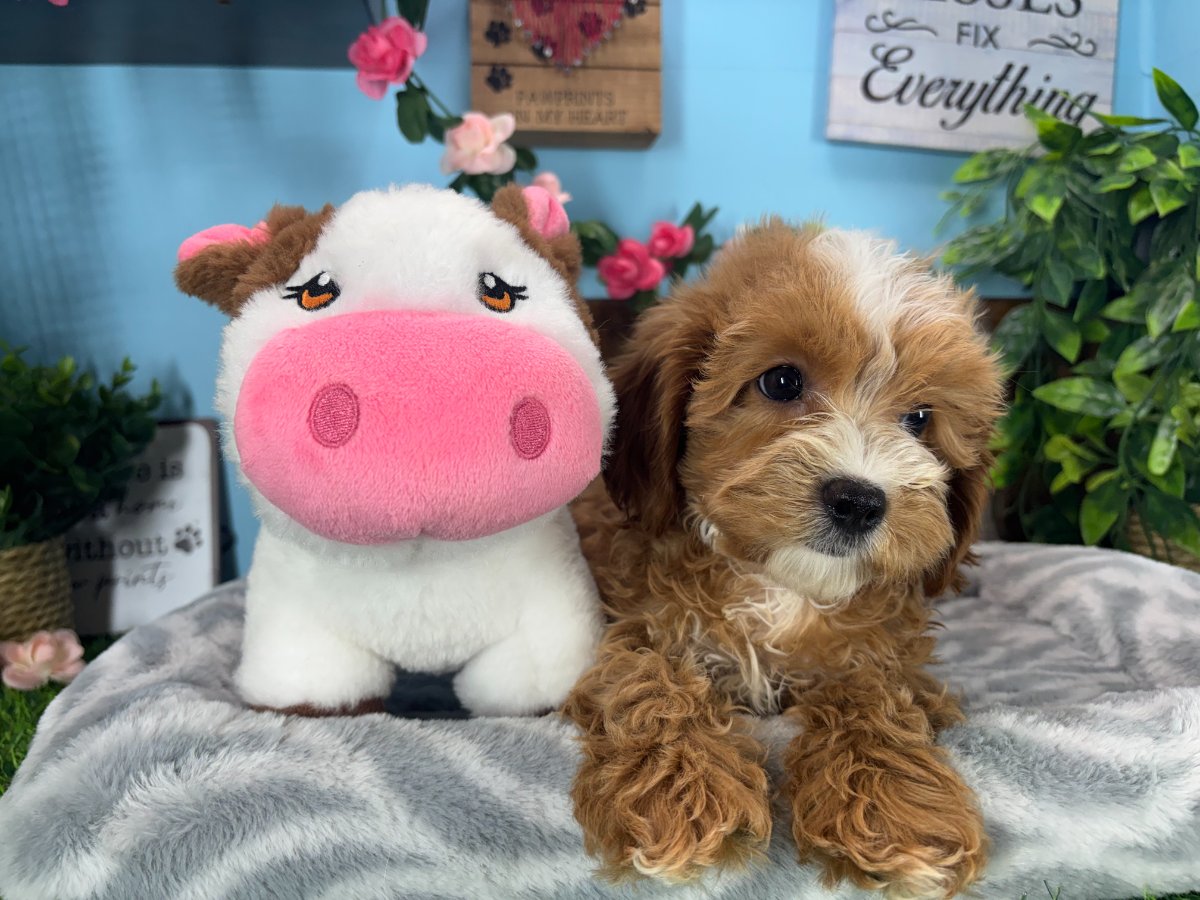 Connecticut puppies for sale