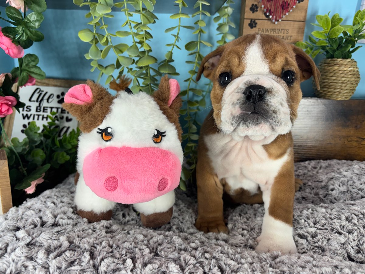 English Bulldog puppies for sale Connecticut