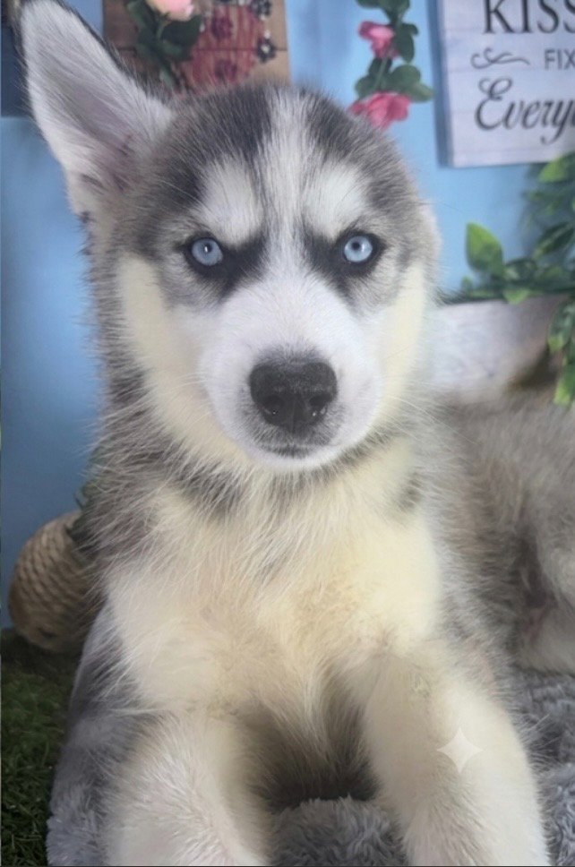 Samoyed Siberian Husky puppies for sale Connecticut