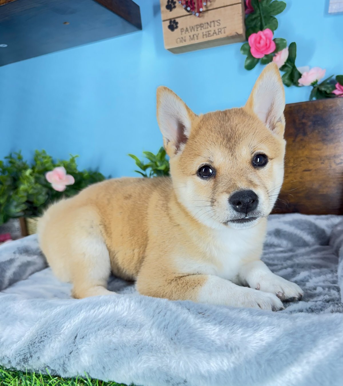 Connecticut puppies for sale