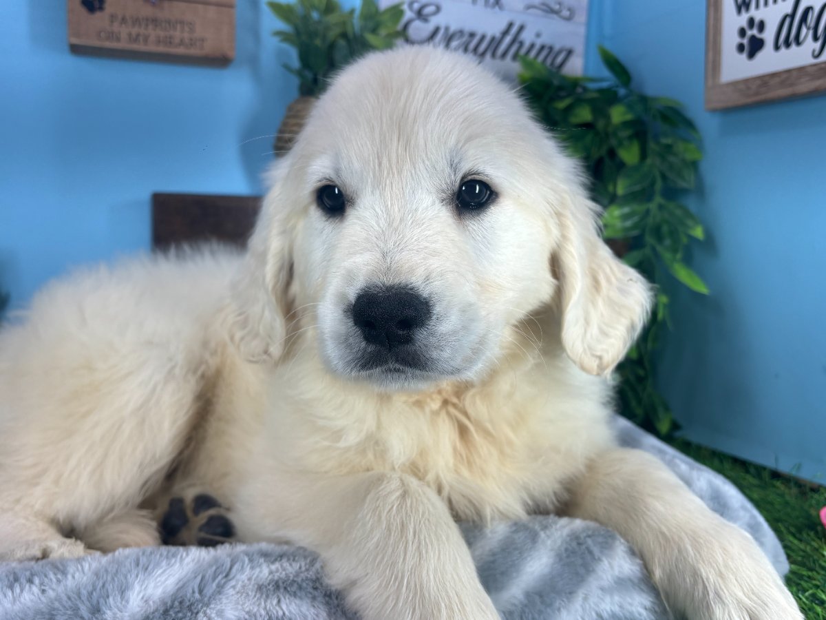 gus