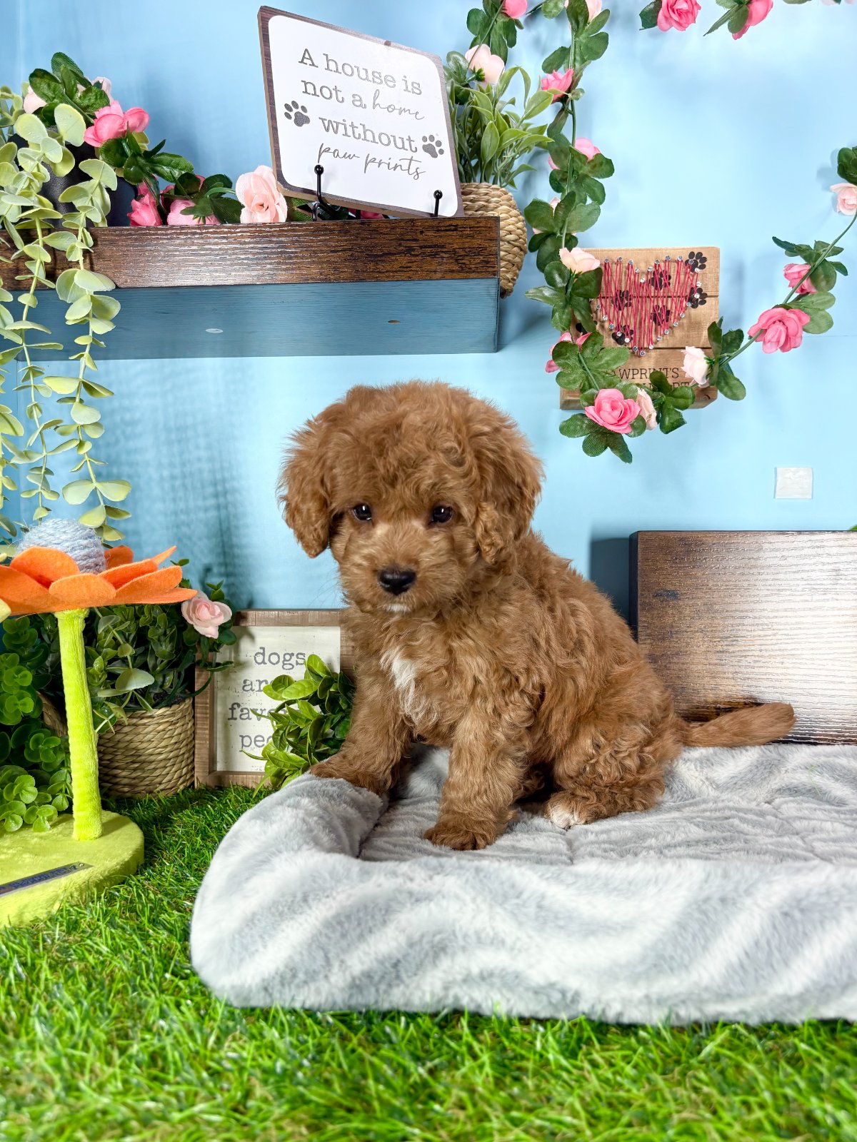 Connecticut puppies for sale