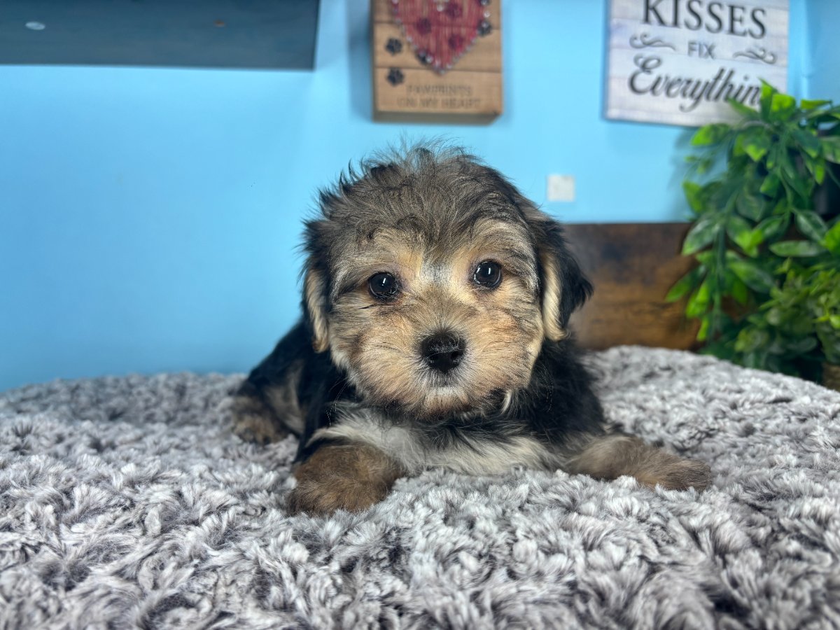 Connecticut puppies for sale
