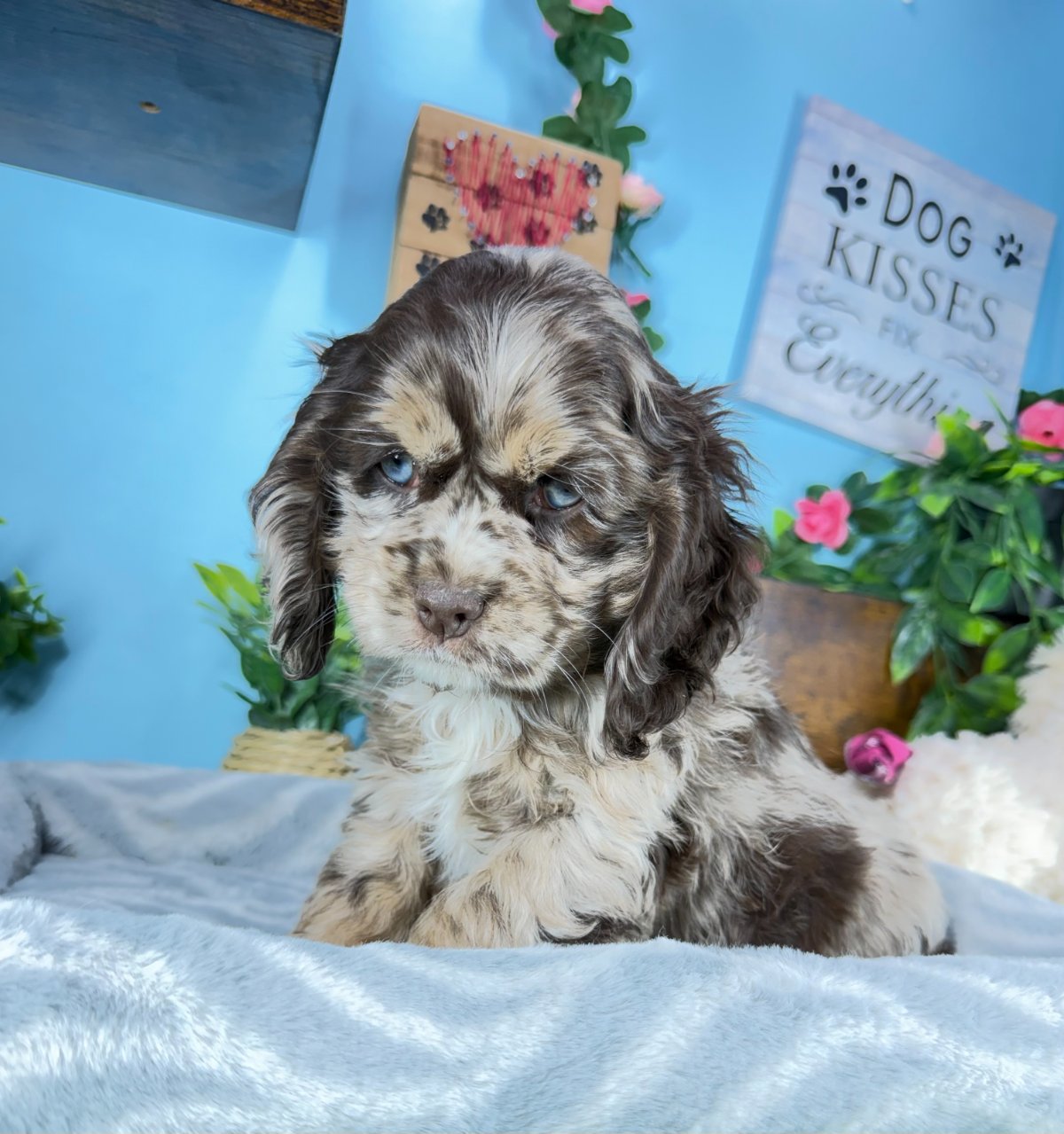 Connecticut puppies for sale