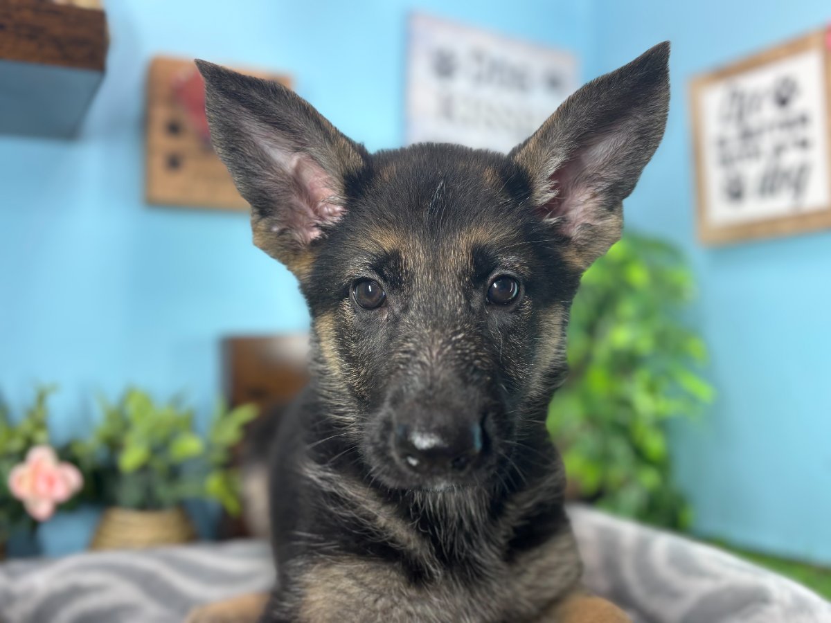 Mia