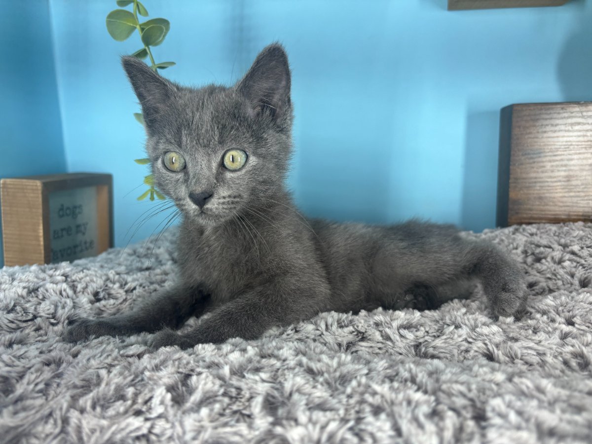 Connecticut kittens for sale