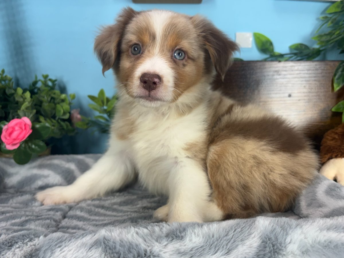 Scout