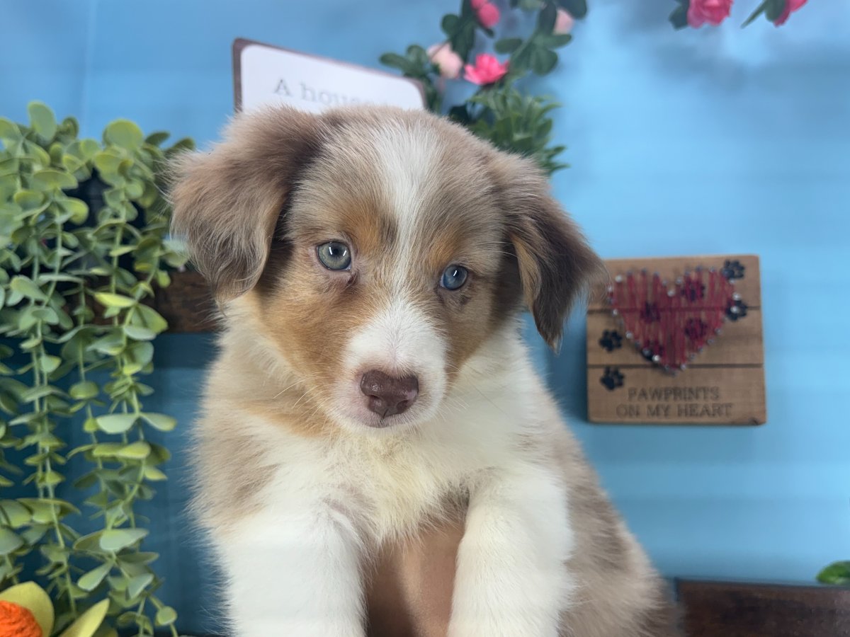 Scout