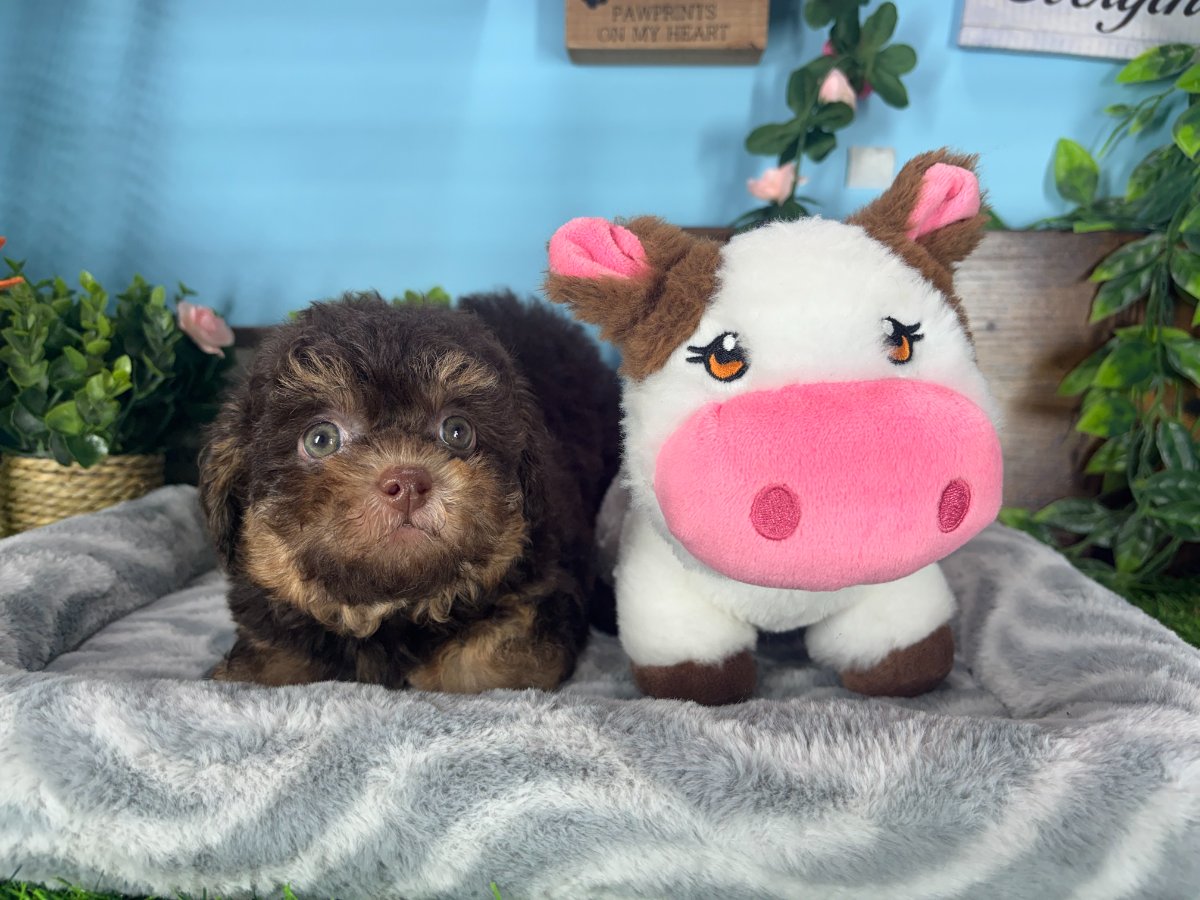 Connecticut puppies for sale