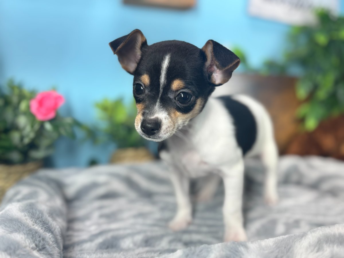 Finn