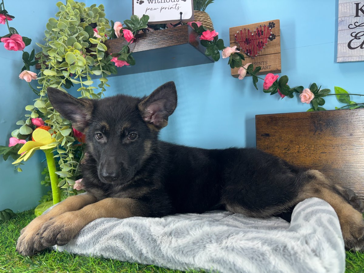 German Shepherd Dog puppies for sale Connecticut
