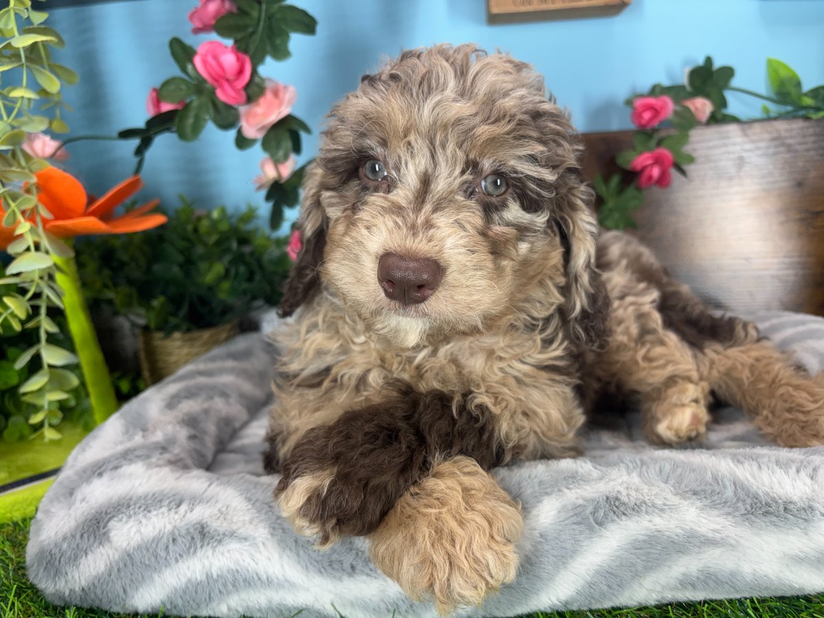 Connecticut puppies for sale