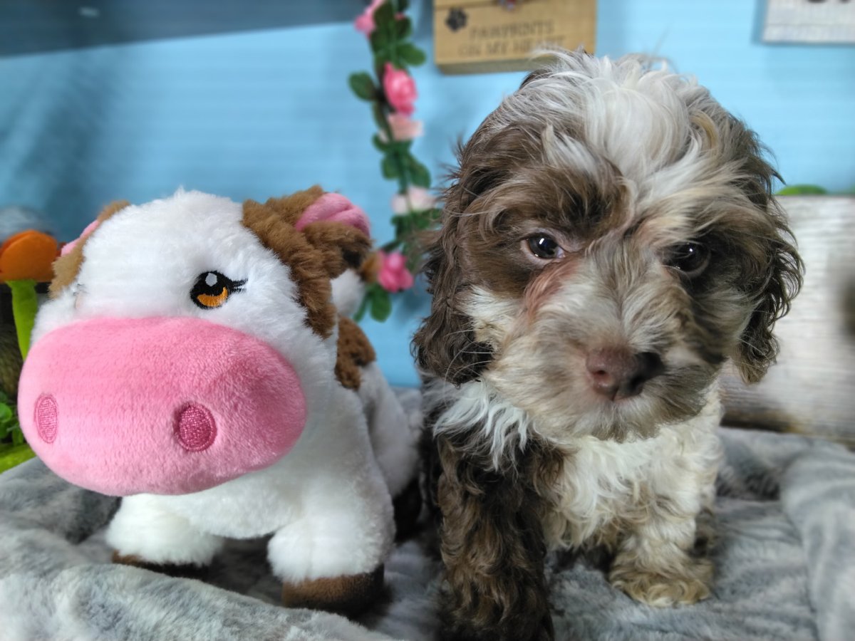 Connecticut puppies for sale