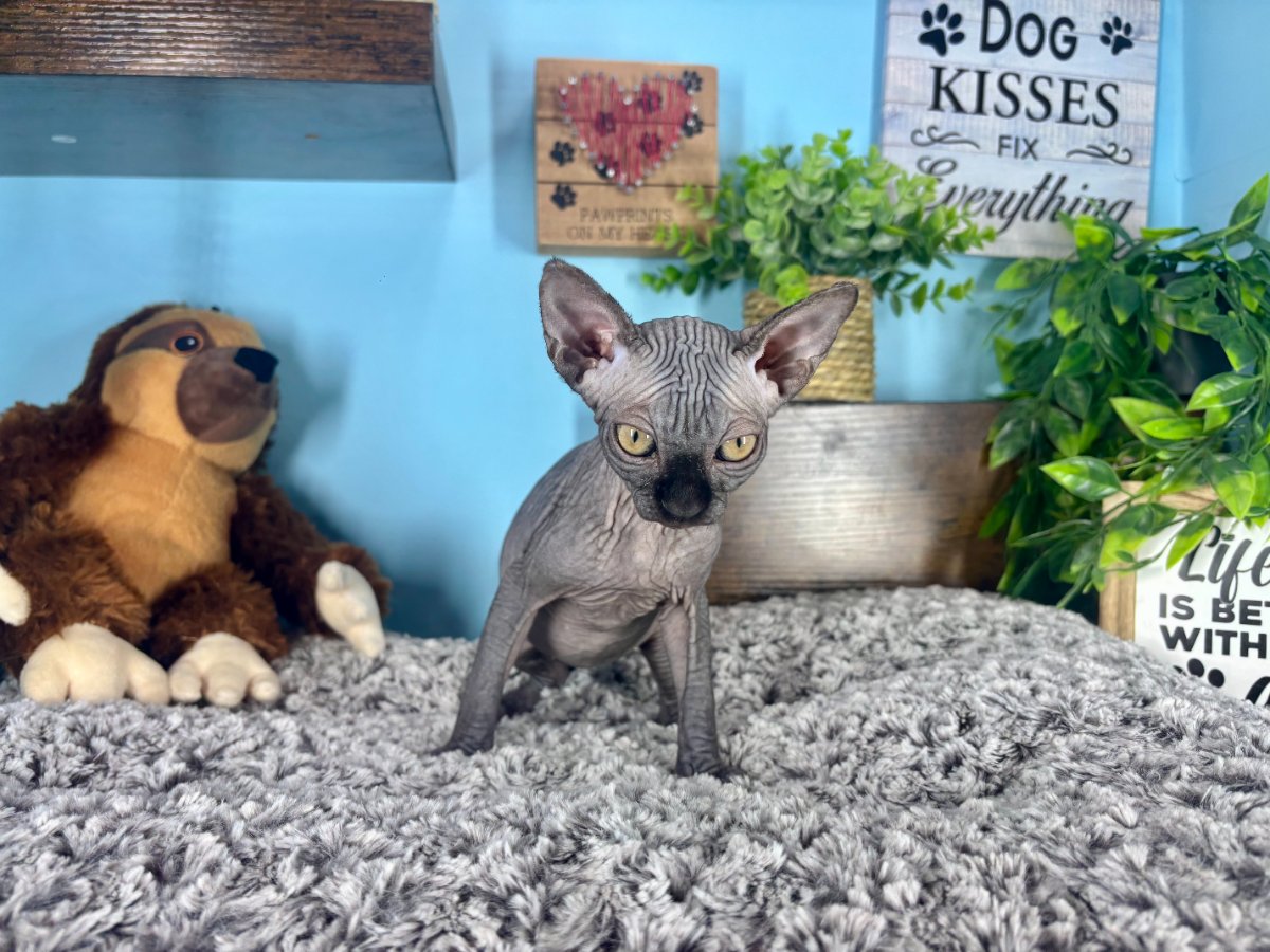 Connecticut kittens for sale