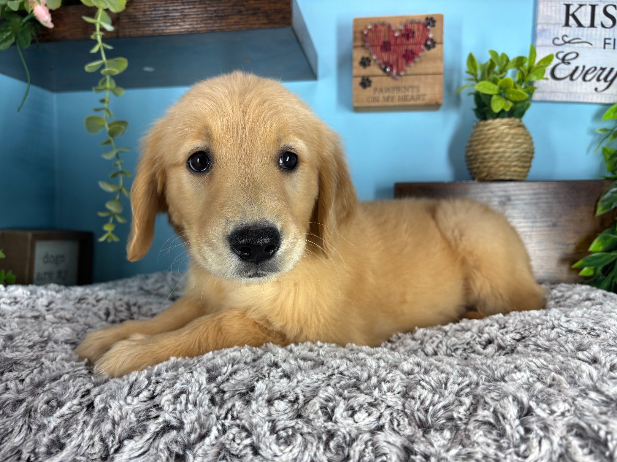 Connecticut puppies for sale