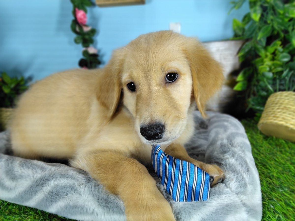 Connecticut puppies for sale