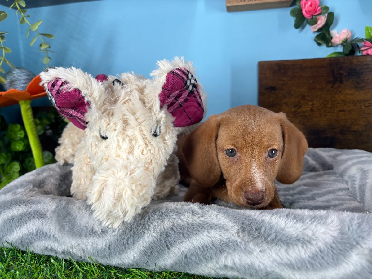 Connecticut puppies for sale