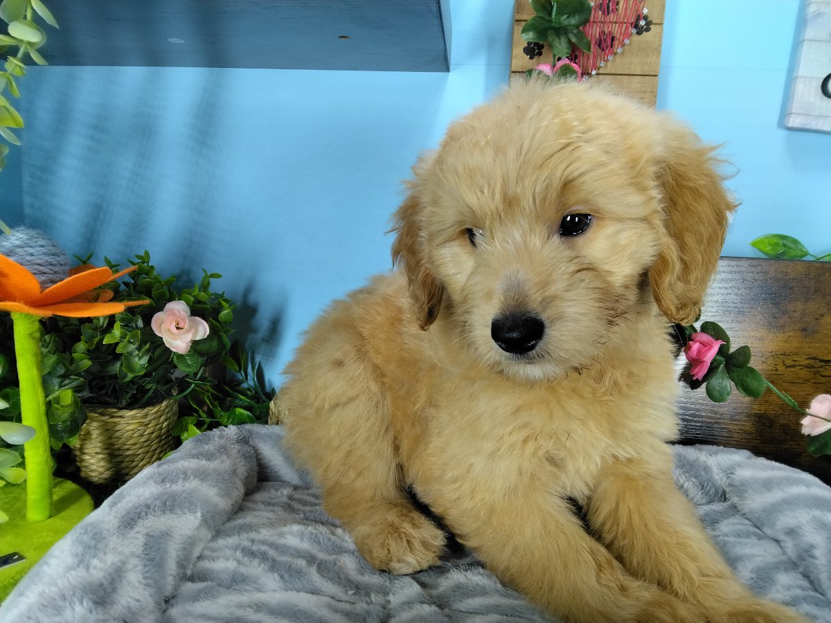 Connecticut puppies for sale