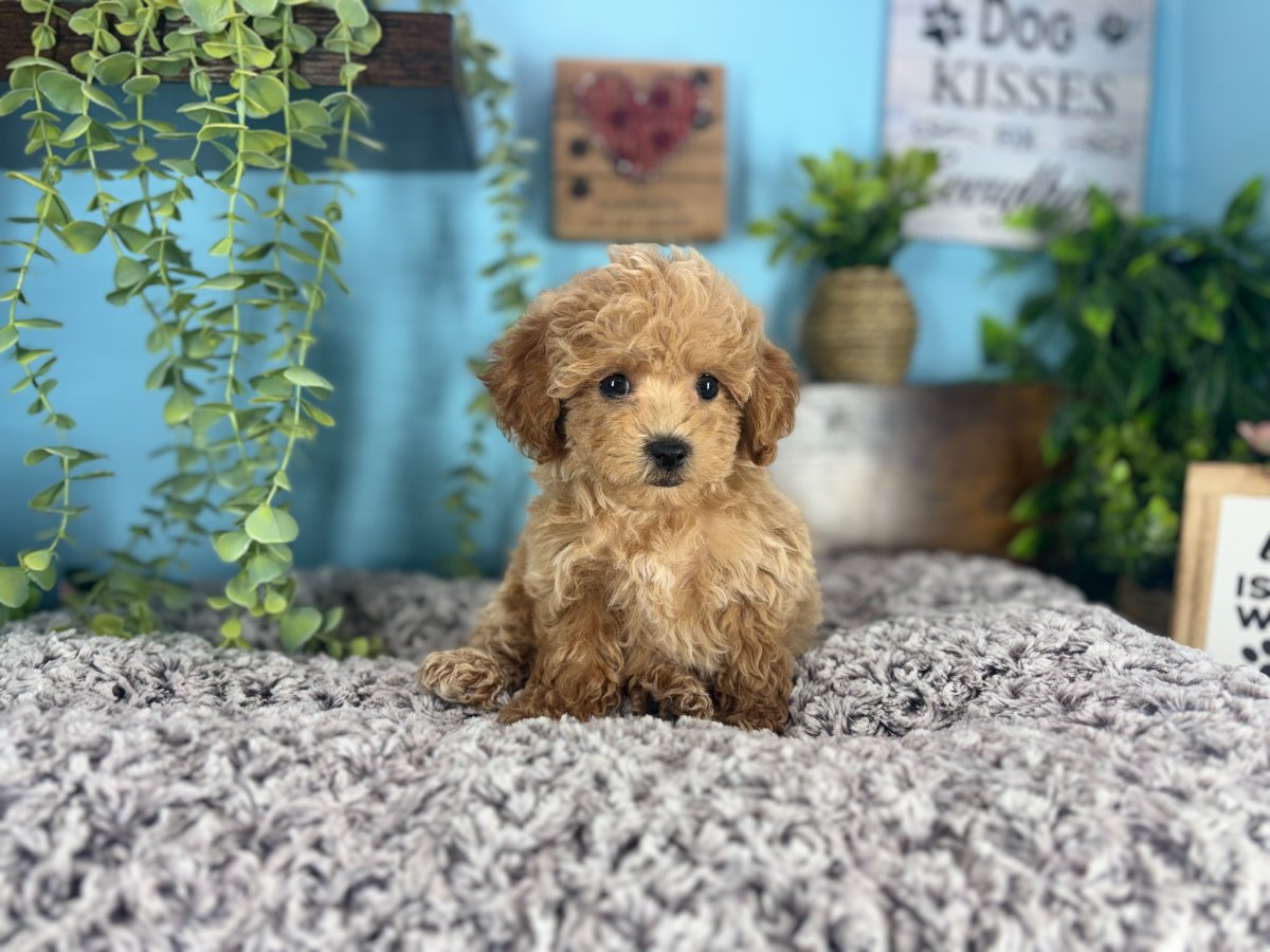 Connecticut puppies for sale