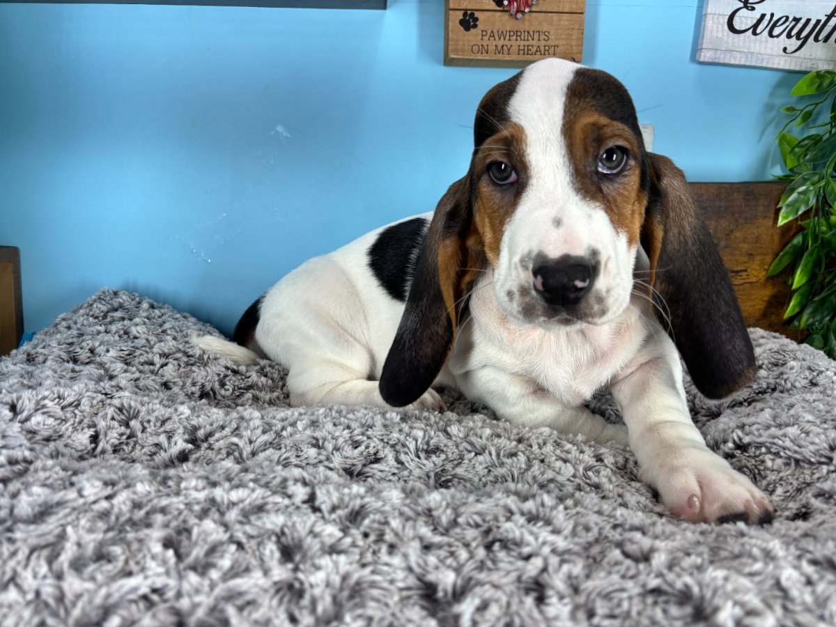 Connecticut puppies for sale