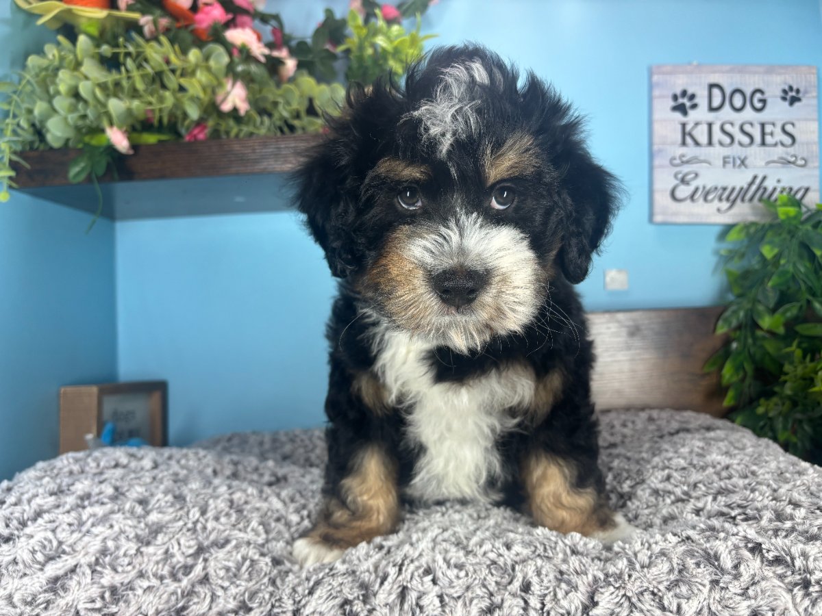 Connecticut puppies for sale