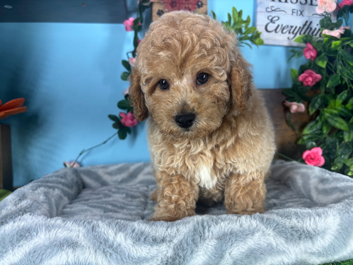 Connecticut puppies for sale