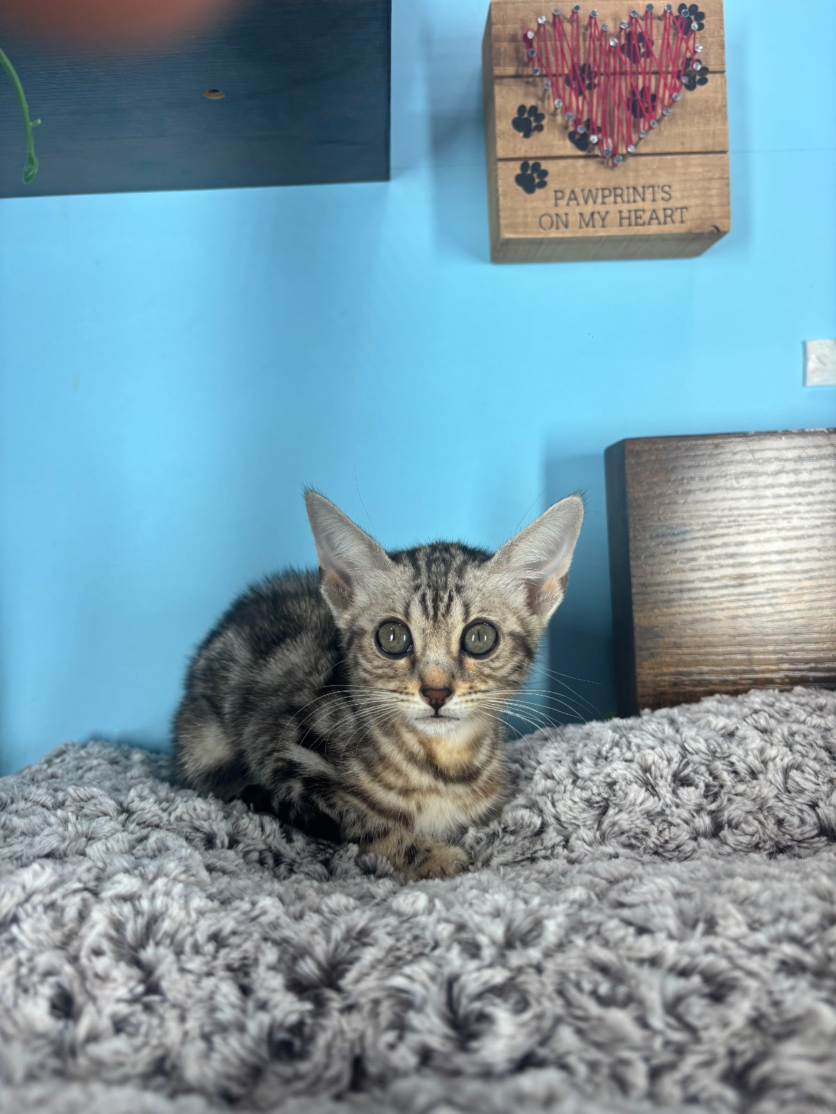 Connecticut kittens for sale