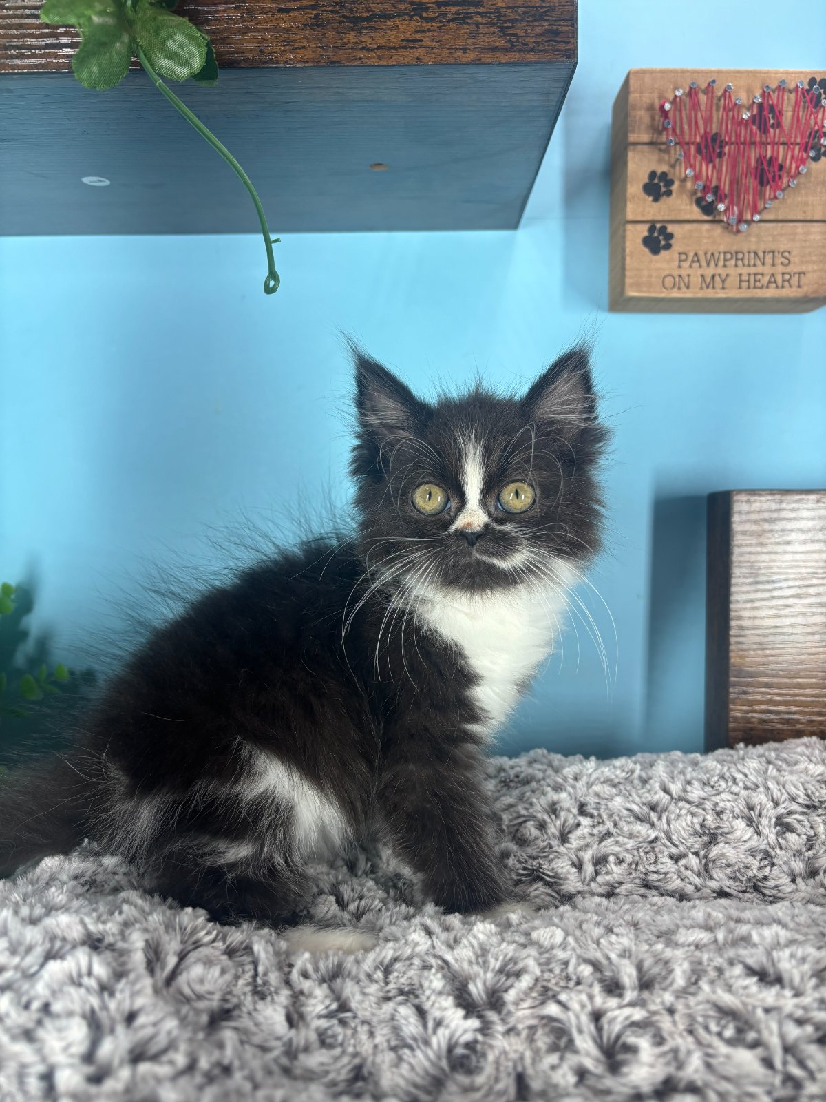 Connecticut kittens for sale