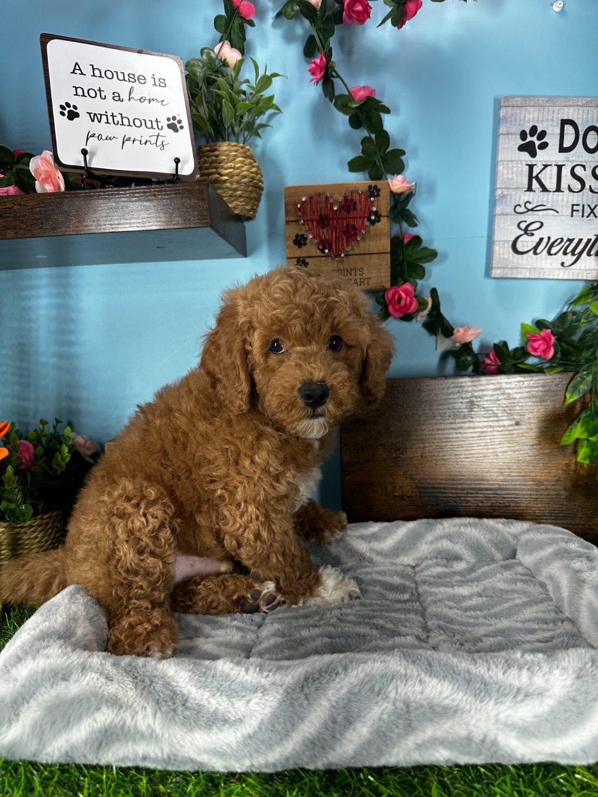 Connecticut puppies for sale