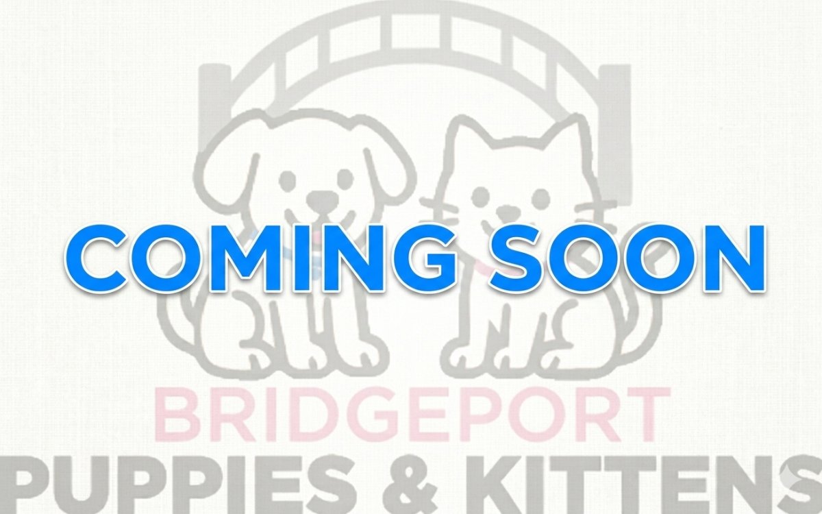 Connecticut puppies for sale