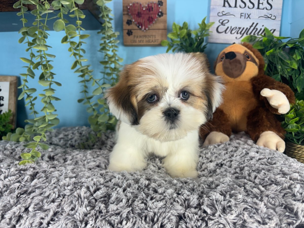 Connecticut puppies for sale